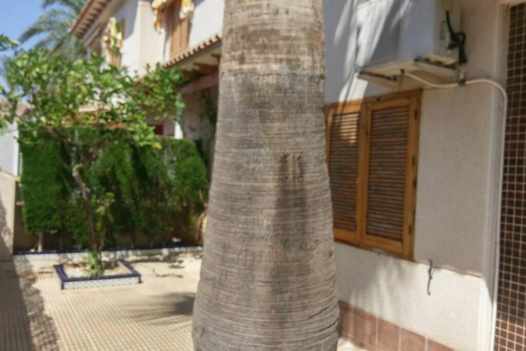 La Casa De La Palmera Apartman Torrevieja Kültér fotó